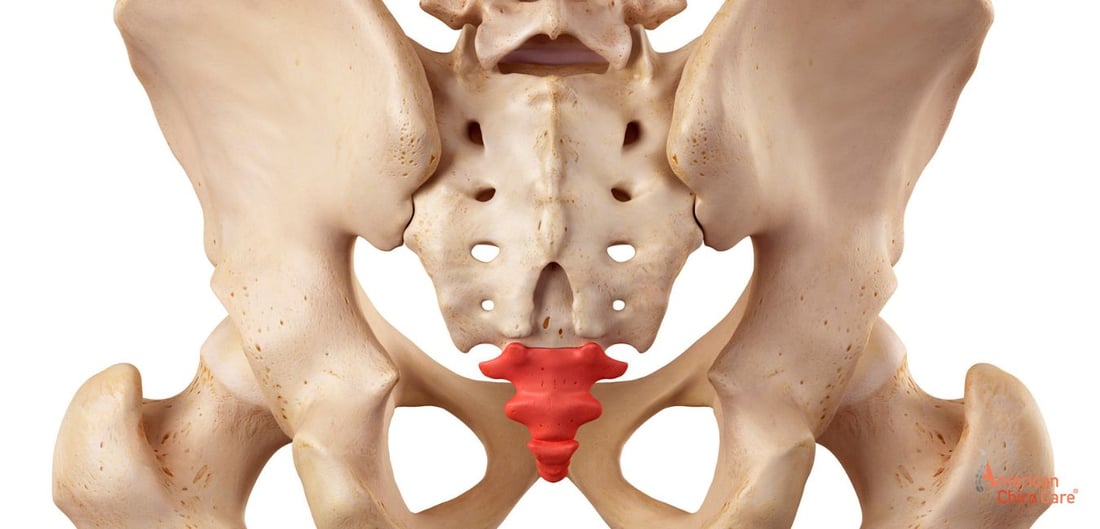 Steißbein Schmerzen anhand eines Skeletts dargestellt